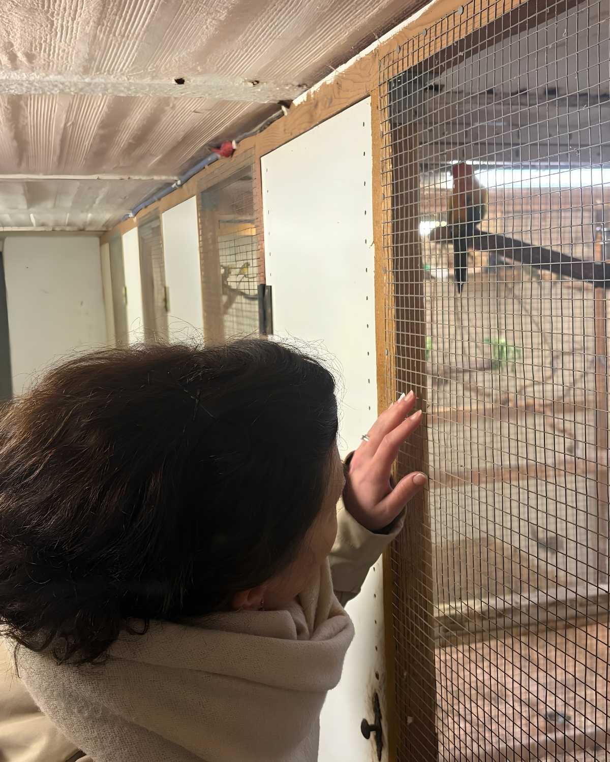 Manu betrachtet aufmerksam einen Vogel in einer Voliere und hält die Hand sanft an das Gitter.
