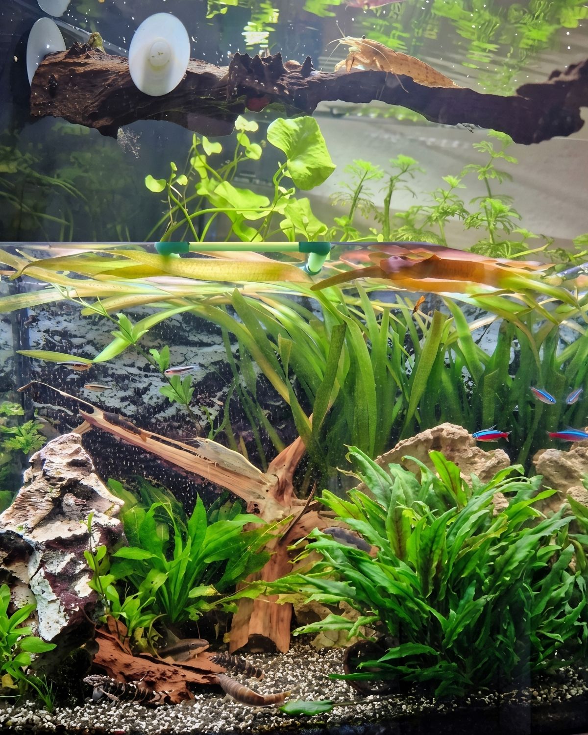Naturbelassenes Aquarium mit Wasserpflanzen, Fischen und Garnelen in harmonischer Unterwasserlandschaft.