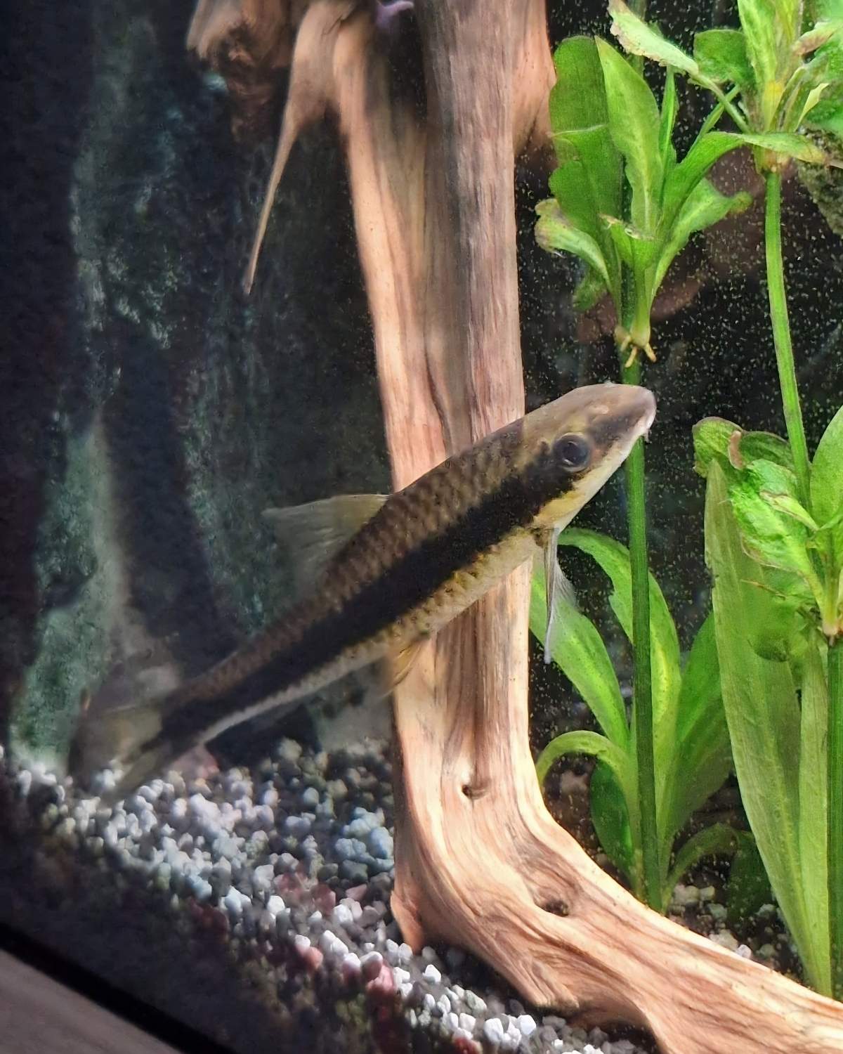 Schlanker Aquarienfisch mit dunklem Längsstreifen schwimmt zwischen Wasserpflanzen und Holz im Aquarium.