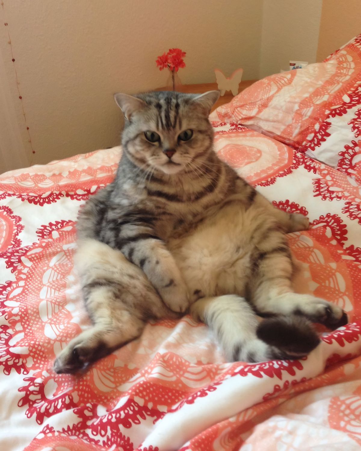 Graue Katze sitzt entspannt auf einem Bett mit rot-weiß gemusterter Bettwäsche und blickt aufmerksam in die Kamera.