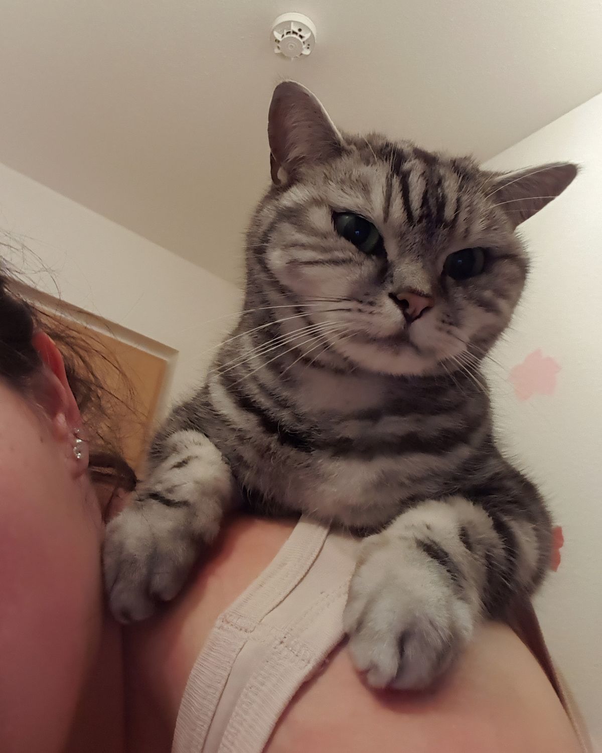 Graue Katze sitzt liebevoll auf der Schulter eines Menschen und blickt ruhig in die Kamera.